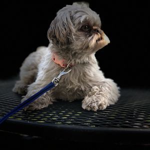 Meet your Posher, Tony